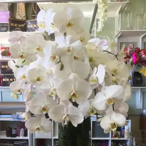Orchid Paradise
