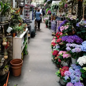 Fleurs de Paris