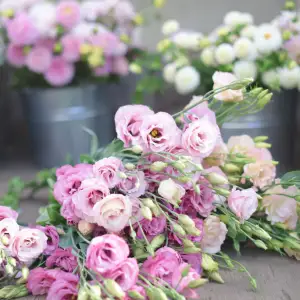 Lavender & Lace Florals