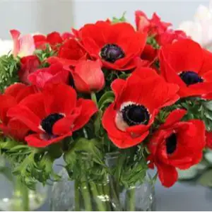 The Eco-Friendly Petal