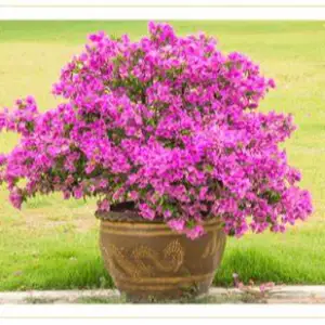 The Bougainvillea