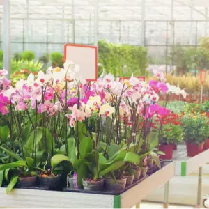 Wild Orchid Creations