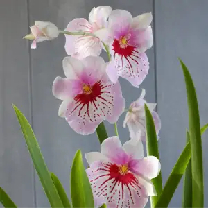 The Rare Orchid