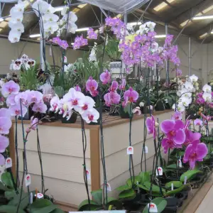Orchid Avenue