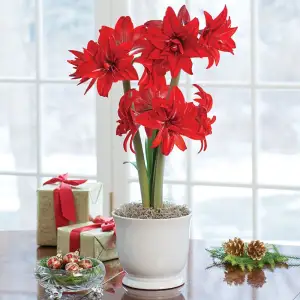 Amaryllis Flowers