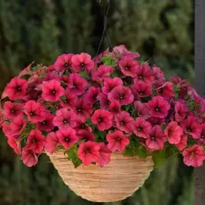 Velour Blooms