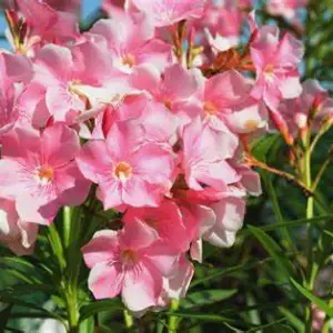 Oleander Flowers