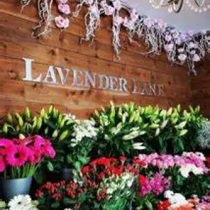 Lavender Lane