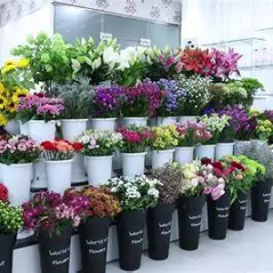 Garden Tulip Flowers